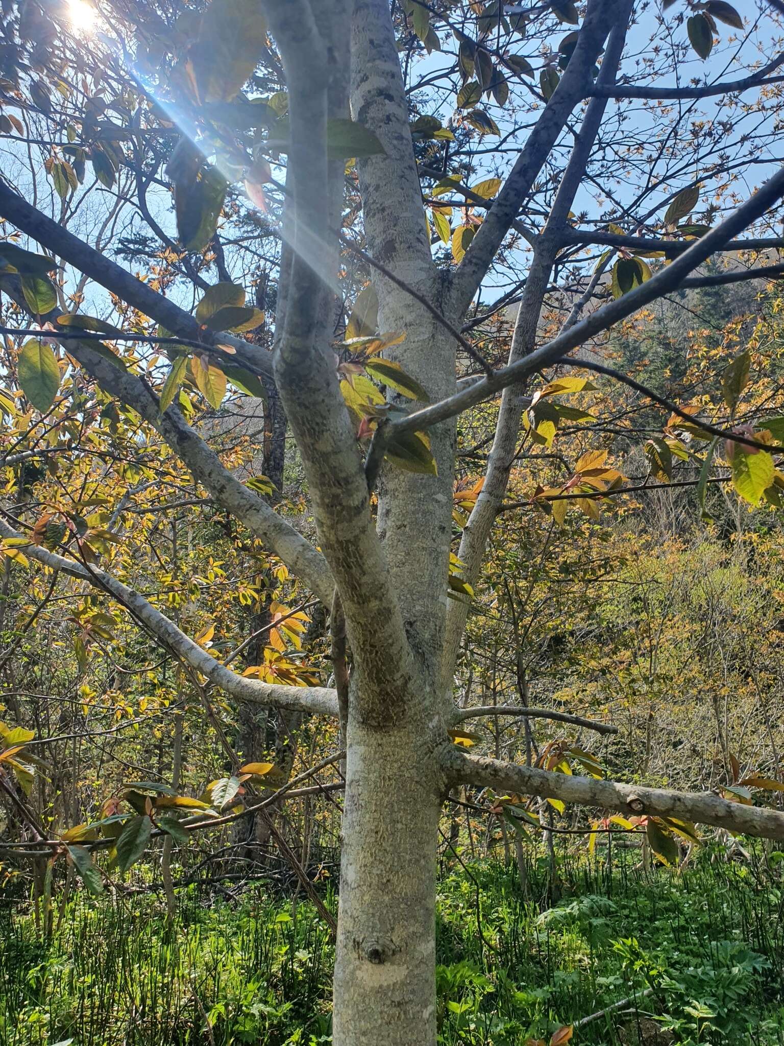 Imagem de Prunus ssiori F. Schmidt