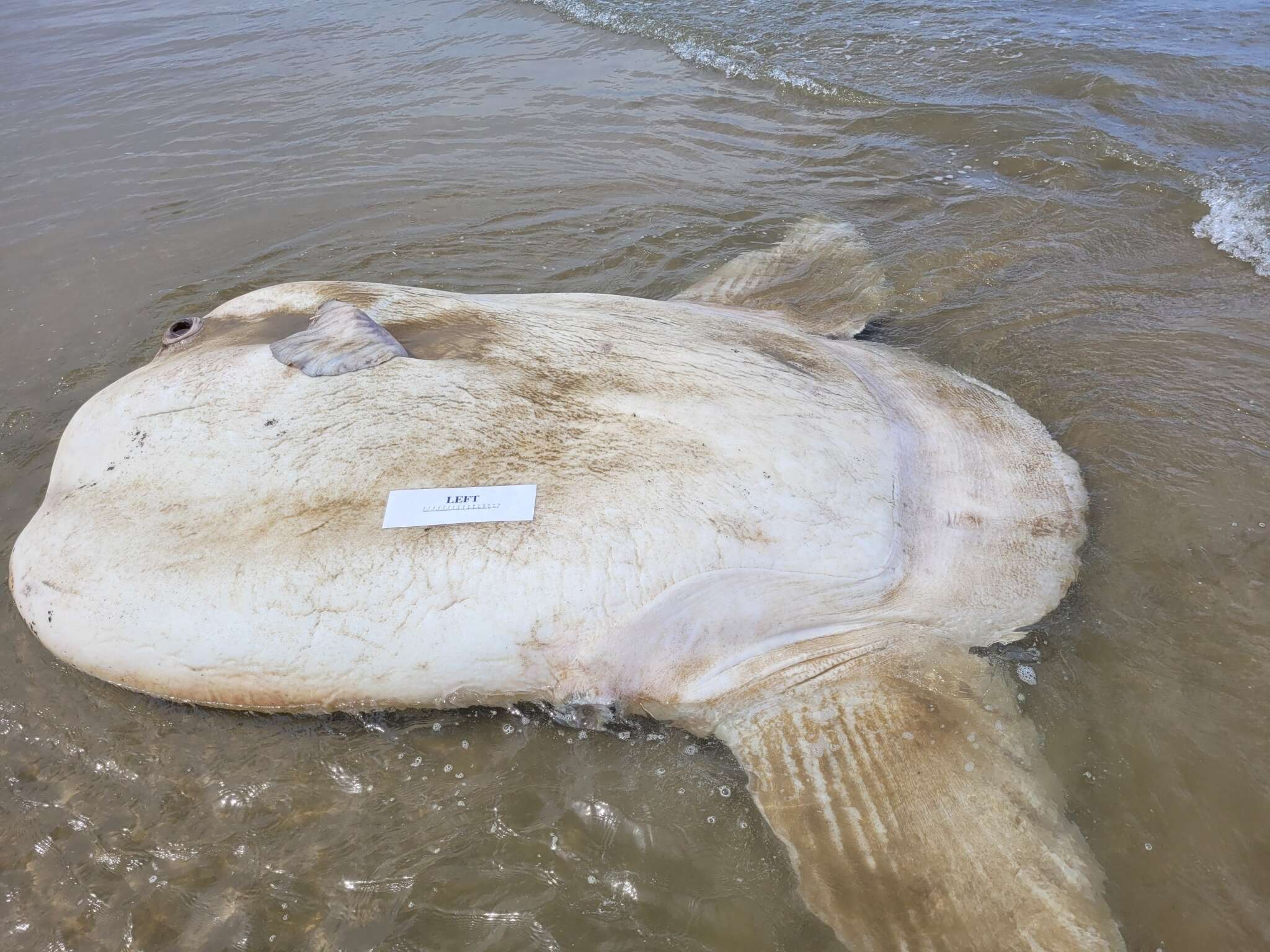 Image of Bumphead sunfish