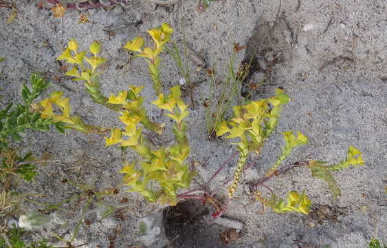 Image of Euphorbia genistoides P. J. Bergius