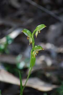 Image of Montane leafy greenhood