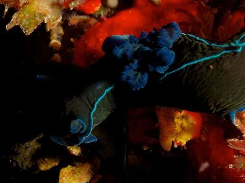 Image of Black nudibranch