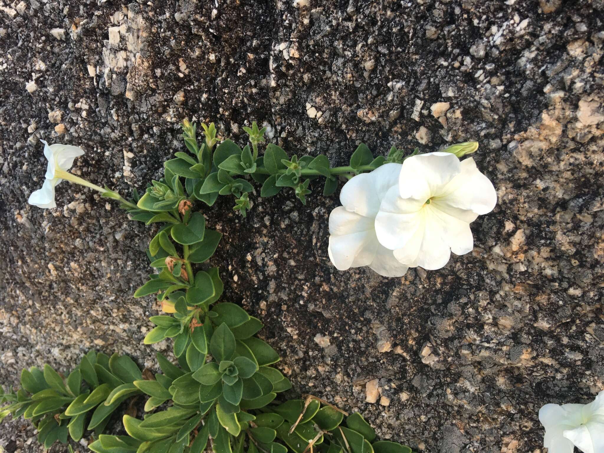 Image of large white petunia