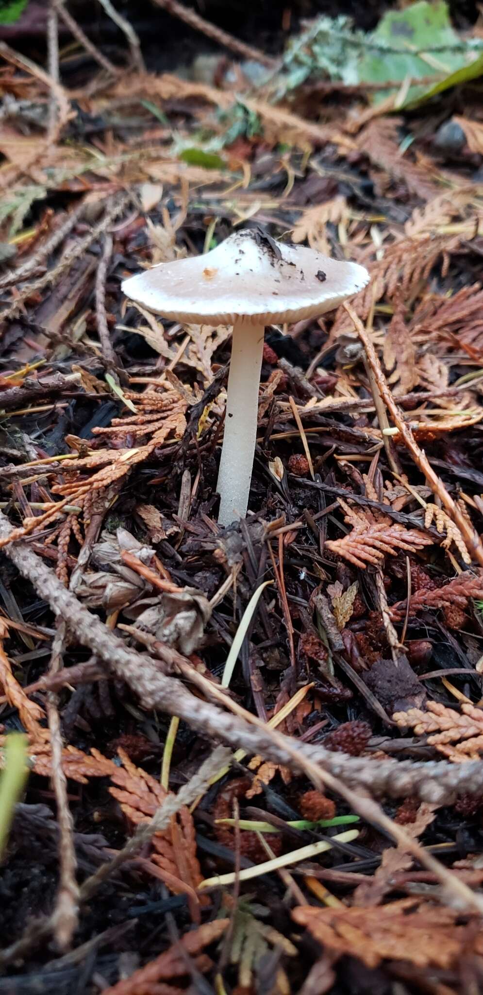 Plancia ëd Inocybe albodisca Peck 1898