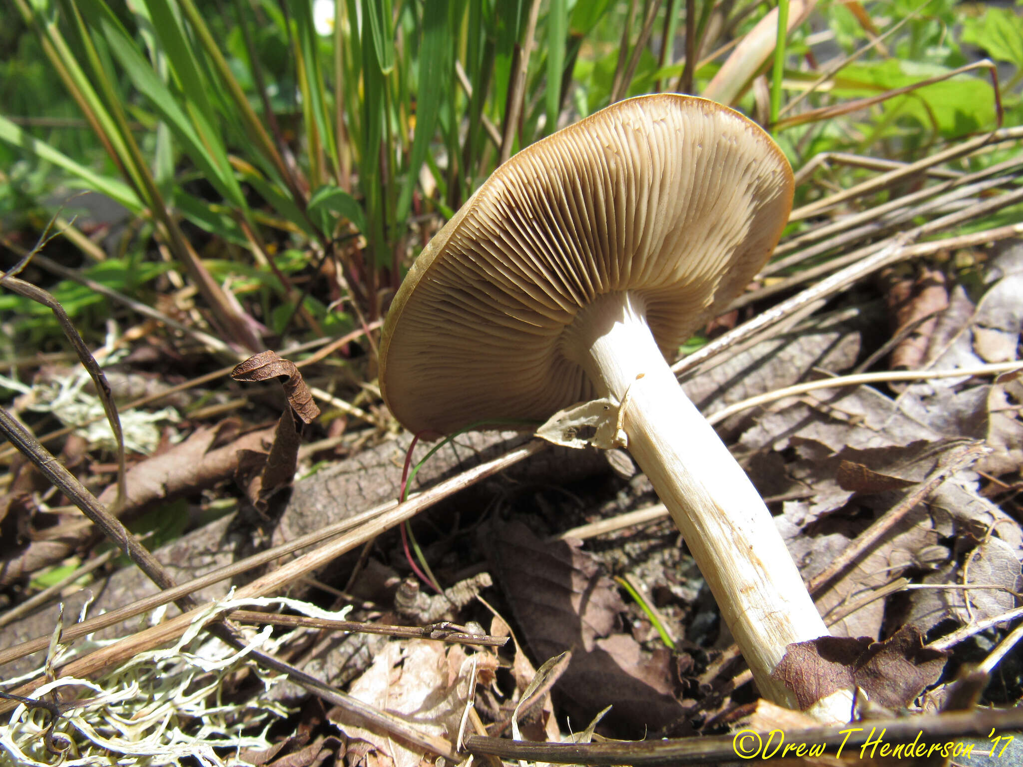 Image of Agrocybe praecox (Pers.) Fayod 1889