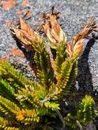 Image de Erica banksia subsp. banksia