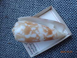 Image of Striated cone snail