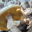 Image of Amanita tuza Guzmán 1975