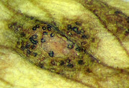 Image of Septoria apiicola Speg. 1887