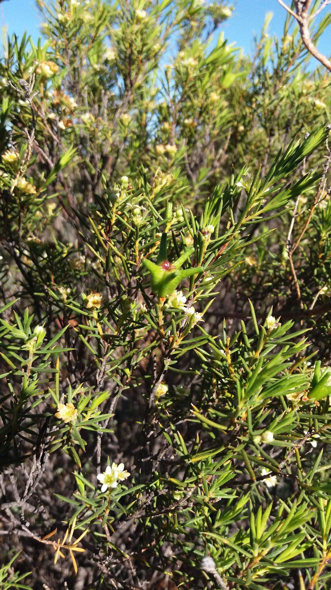 Image of Diosma acmaeophylla Eckl. & Zeyh.