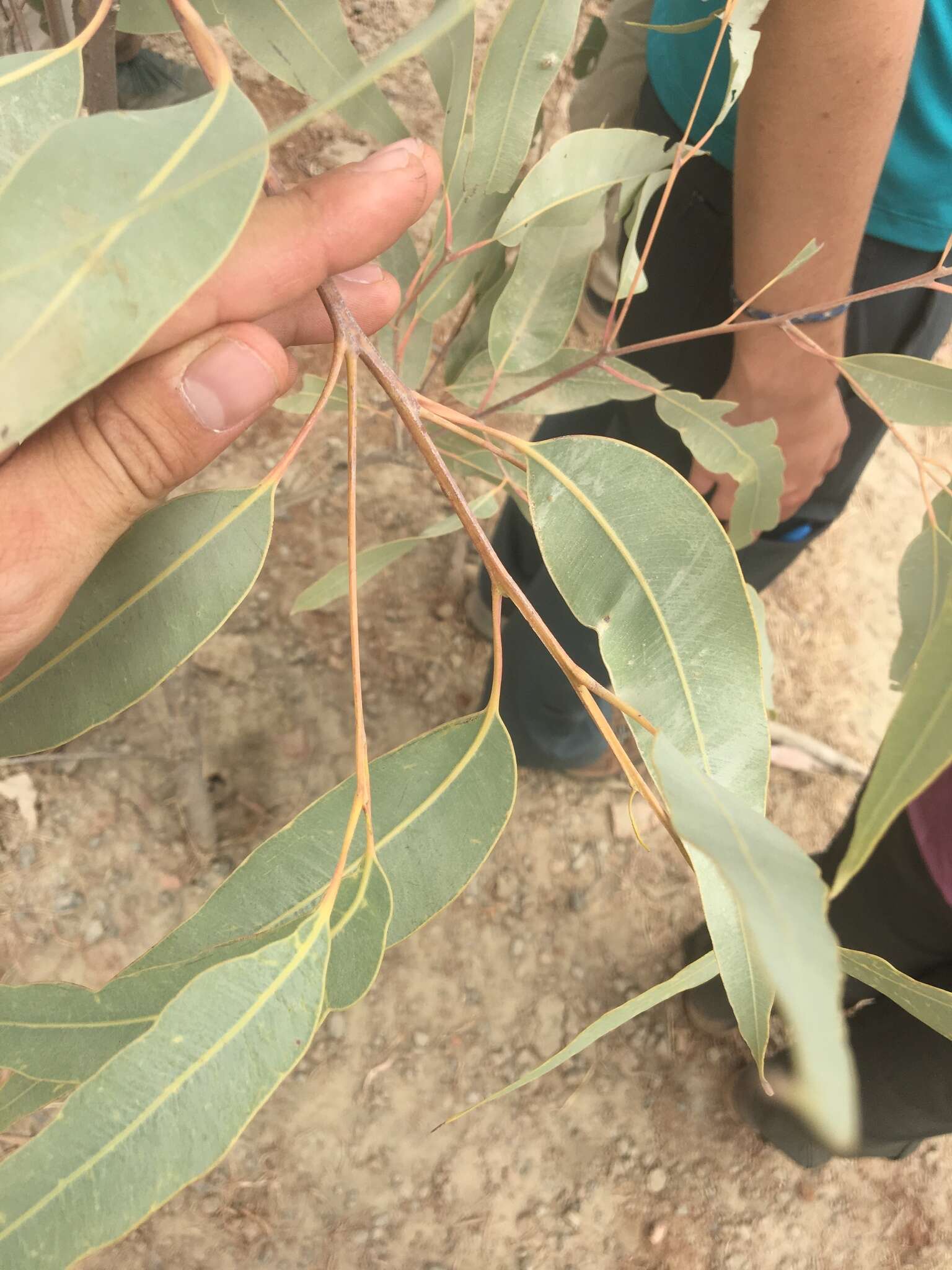 Image of Corymbia erythrophloia (Blakely) K. D. Hill & L. A. S. Johnson