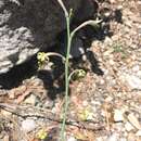 Image of Agave singuliflora (S. Watson) A. Berger