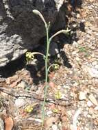 Imagem de Agave singuliflora (S. Watson) A. Berger