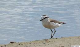 Image of White-fronted Plover