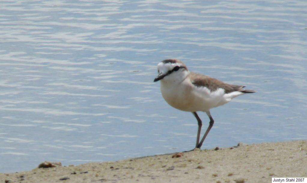 Imagem de Charadrius marginatus Vieillot 1818