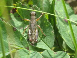 Слика од Melanoplus dawsoni (Scudder & S. H. 1875)