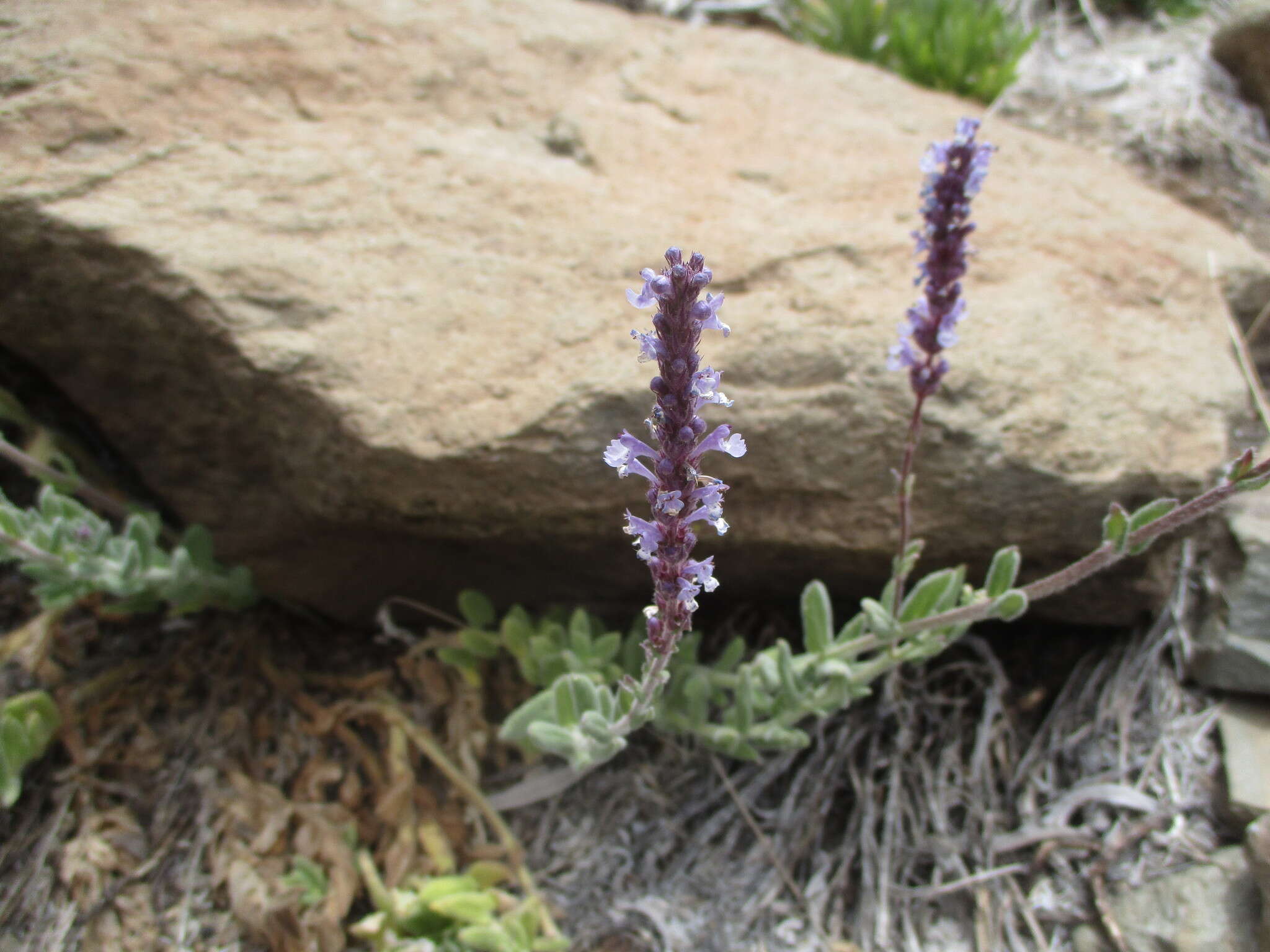 Image of Nepeta teydea Webb & Berthel.