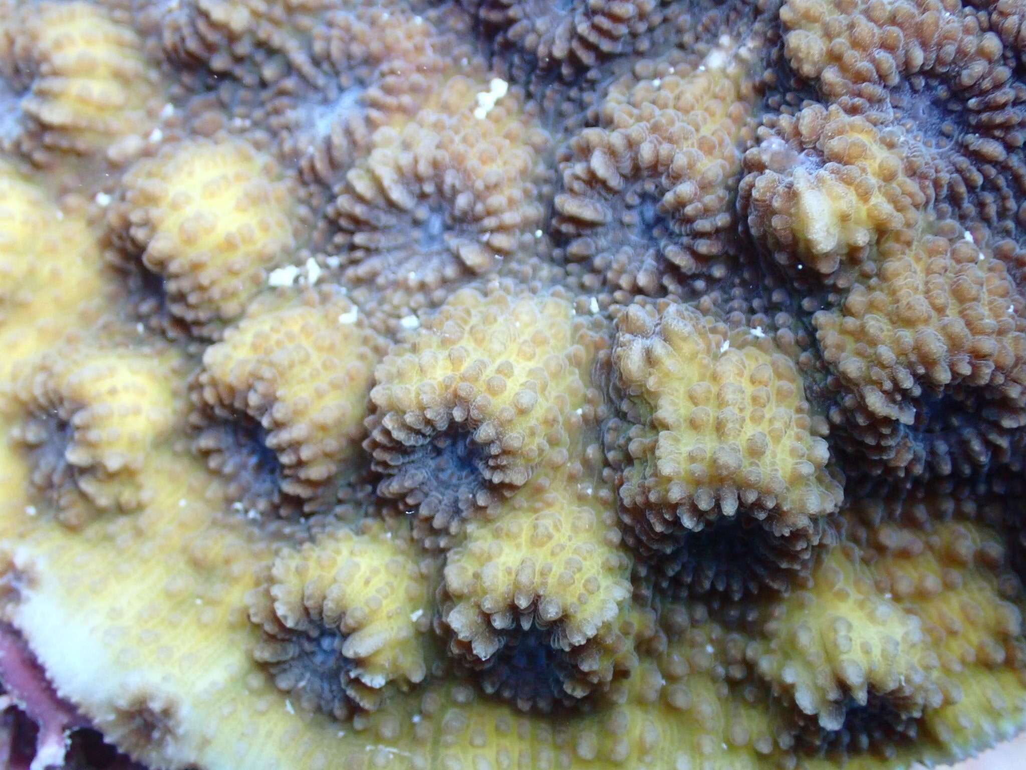 Image of hedgehog coral