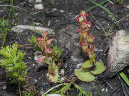 Satyrium pygmaeum Sond. resmi