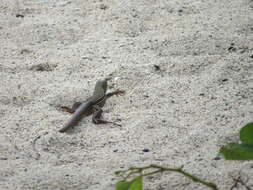 Image of Ameiva bifrontata divisa (Fischer 1879)