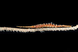 Image of Barred arrow shrimp