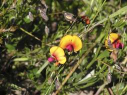 Слика од Isotropis cuneifolia (Sm.) B. D. Jacks.