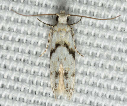 Image of Stripe-backed Moth