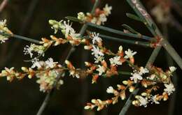 Image of Duma florulenta (Meisn.) T. M. Schust.