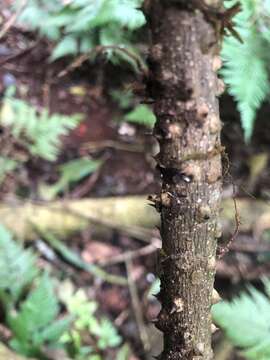 Image of Zanthoxylum brachyacanthum F. Müll.