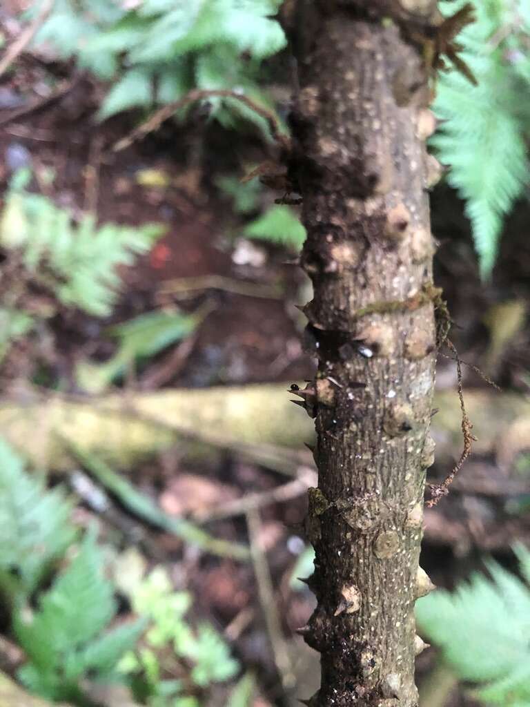 Image of Zanthoxylum brachyacanthum F. Müll.