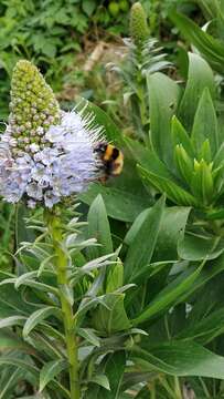 Слика од Echium nervosum Dryand. ex Ait.