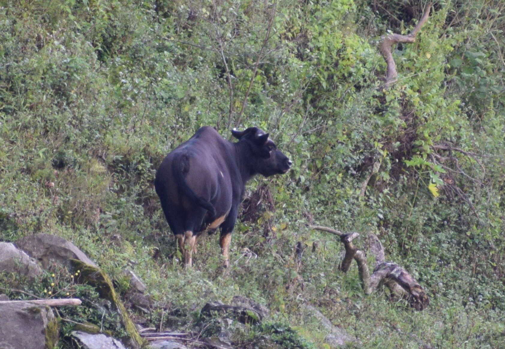 Image of Gaur