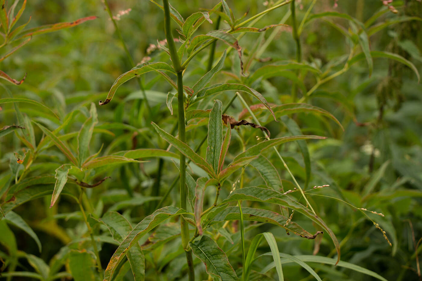 Sivun Koenigia alpina (All.) T. M. Schust. & Reveal kuva