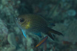 Chromis xanthochira (Bleeker 1851)的圖片