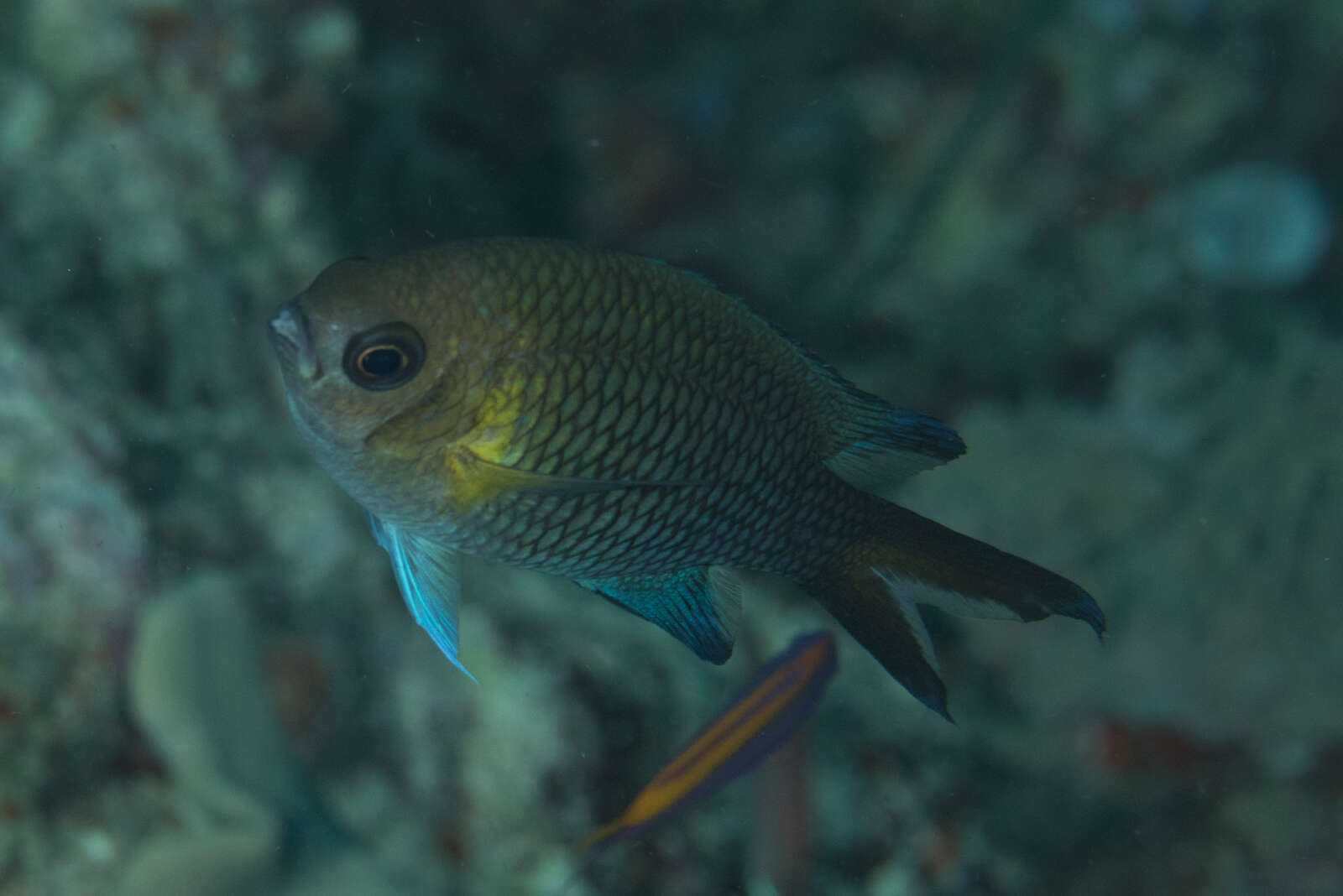 Chromis xanthochira (Bleeker 1851)的圖片