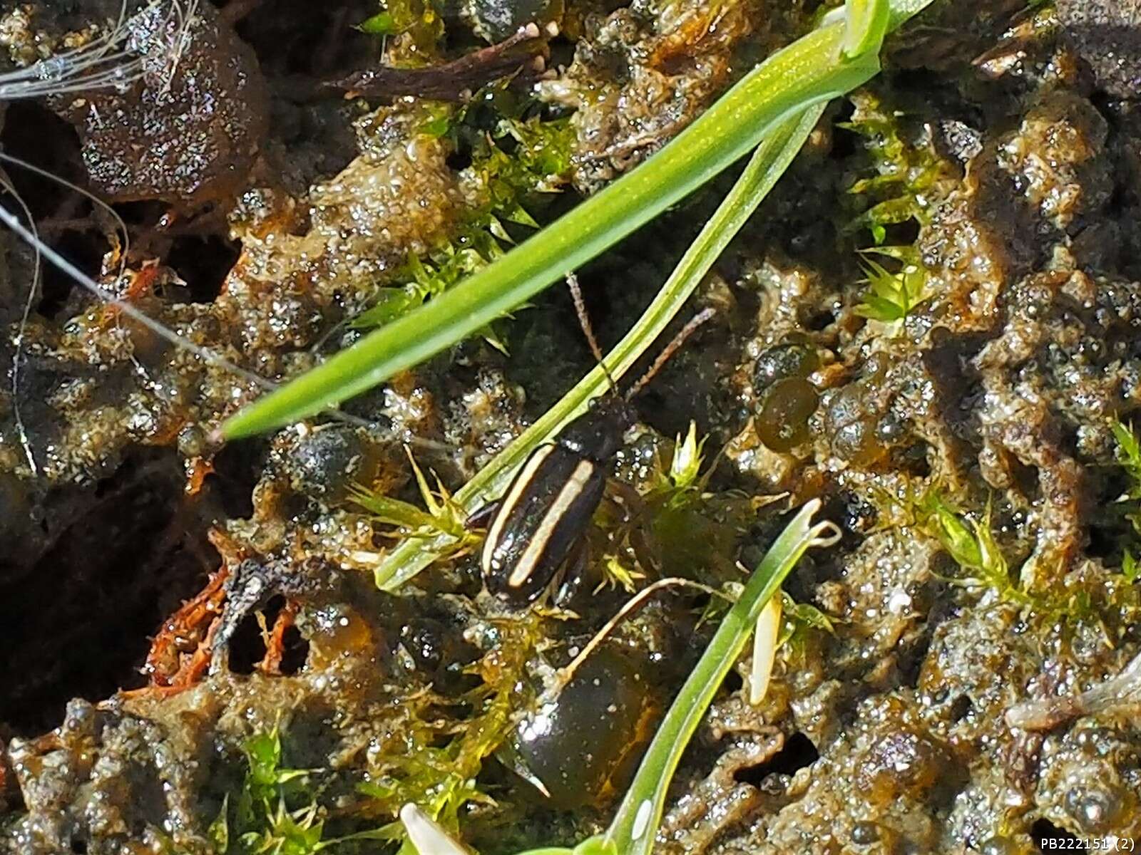 Image of Elongate Flea Beetle