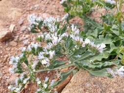 Imagem de Limonium thouinii (Viv.) O. Kuntze