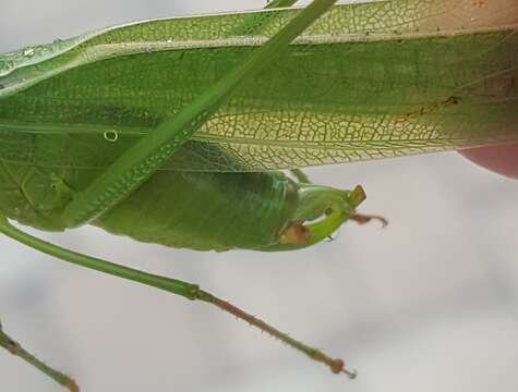 Image of Texas Bush Katydid