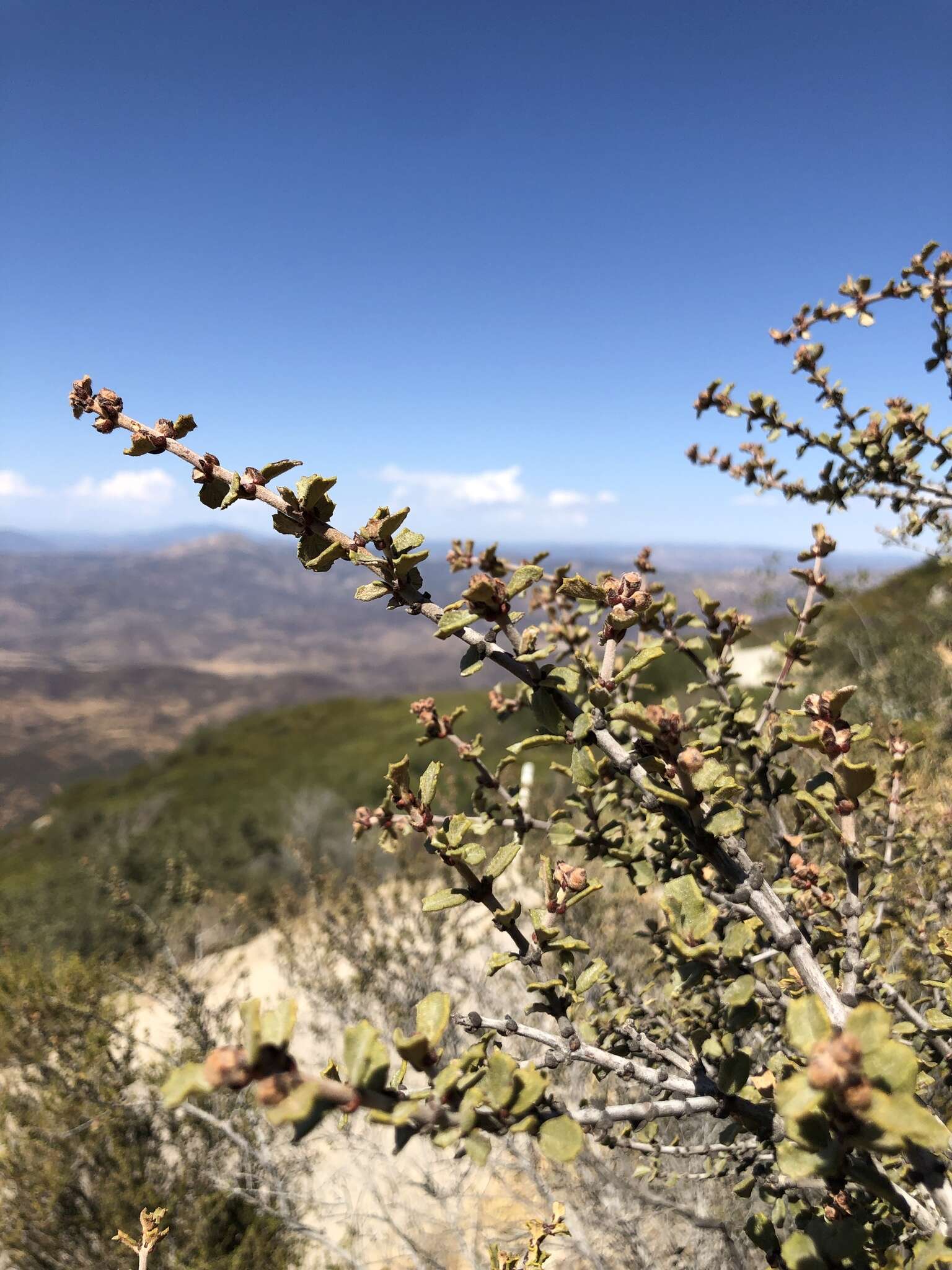 Image of ceanothus