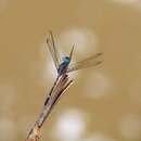 Dythemis nigra Martin 1897 resmi