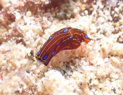 Image of Chelidonura alisonae Gosliner 2011