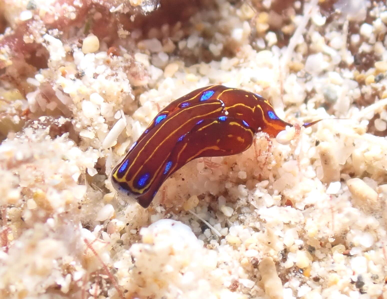 Image of Chelidonura alisonae Gosliner 2011