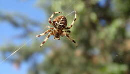 Image of Araneus pallidus (Olivier 1789)