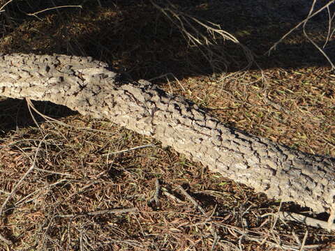 Image de Euclea pseudebenus E. Mey. ex A. DC.