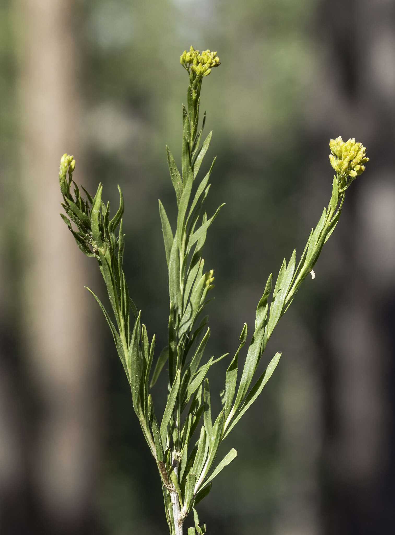 Image of Bailey's rabbitbrush