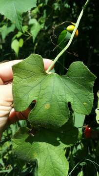 Image of Five-Lobe-Cucumber