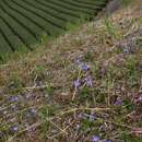 صورة Gentiana thunbergii var. thunbergii