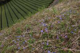 صورة Gentiana thunbergii var. thunbergii