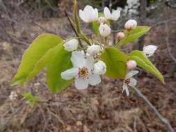 Image of Bradford Pear