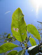 Image of Esenbeckia nesiotica Standl.