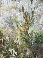 Image of Alpine Hovea